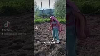 Посадка картошки. Кума.