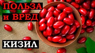 Что творит КИЗИЛ с организмом? Польза и вред кизила.