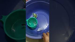 எதைச் செஞ்சாலும் பிளான் பண்ணி பண்ணனும் | #fishbowl #cleaningtips #awesomepearlz #shorts #trending