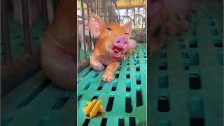 funny cute pig #ytviral #funny #funnyanimal #funnypig #petslover #pig #animals