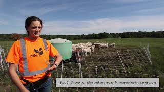 Prairie restoration at The Acreage, Osceola, Wisconsin