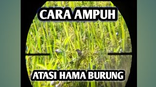 Cara Ampuh Atasi Hama Burung