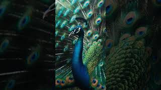 #peacock #song #dholna #tseries #bollywoodsongs #explore #music #bollywood #love #birds #viralvideos