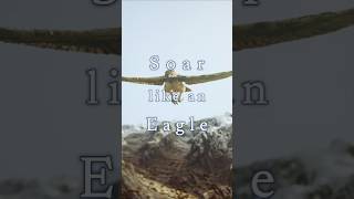 Soar like an Eagle #healingmusic #nature #naturemusic #mindrelaxing #relaxingmusic #eagles #hawk