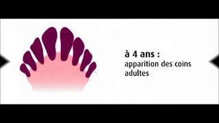 Dentition des ovins