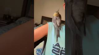 Adorable Cockatiel Falls Asleep On Me✨✨#cockatiel #sleep #baby #shorts