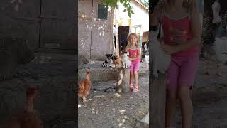 La tara #funnyshorts #hens #dogs #cat