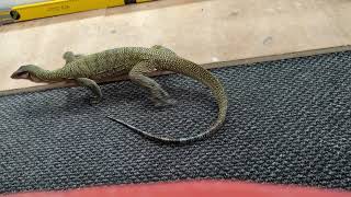 Letting Monitor Lizard Roam The Room.