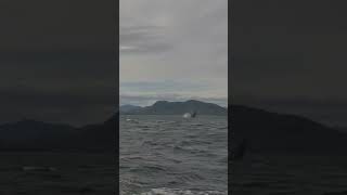 Check out the full episode for more humpback whale action! #whale #britishcolumbia #westcoast