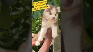 Best quality puppies available.please CONTACT:9959877274,delivery available #puppiesforsale #puppies