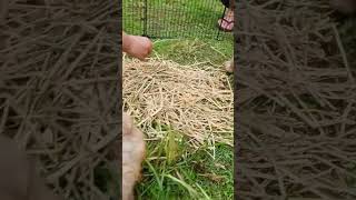 rabbit eating grass