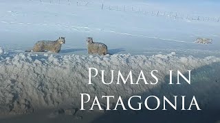 Pumas en el Calafate 🔸 Pumas on the route to El Calafate #Patagonia Argentina 24 07 2023