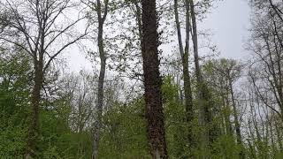 Attention aux coupes d'éclaircie trop brutales en forêt