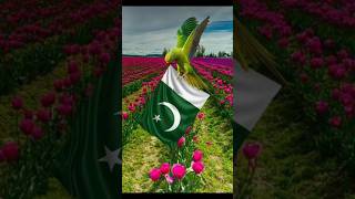 Pakistan zinda bad | happy independence day #independenceday #14august