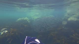 2019-08-26-Snorkelling at Weasel Loch, Eyemouth