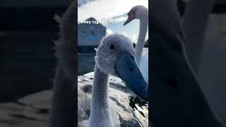 Hungry bitey cygnets 🦢😹 #animals #swan #cygnet #muteswan  #bird