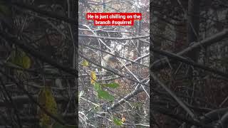 Squirrel chilling on the branch #shorts #animals