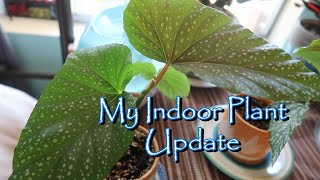 6-MONTH INDOOR PLANT UPDATE