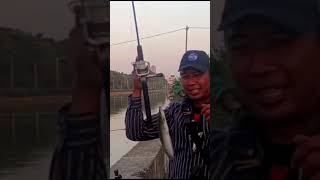 mancing lele liar umpan jitu sangat ampuh#shortvideo