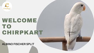 ALBINO FISCHER SPLIT FISCHER  ||  AFRICAN LOVE BIRDS  ||  CHIRPKART  ||  CBE