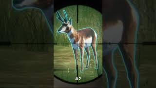 Back to Back Wonky Diamond Proghorn on SRP! #thehuntercallofthewild #thehunter17 #shorts #pronghorn