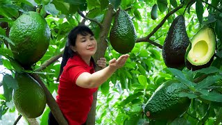 How to Harvest Avocado, goes To Market Sell - Harvesting and Cooking |Tieu Vy Daily Life