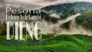 Kebun Teh Tambi dalam pesona wisata Dieng