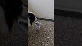 I help bring the newspaper.Border Collie pomaga wnieść gazete