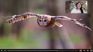 Teacher Beth's Science Class: Mystery Science “Why do owls say "hoo"?” Preschoolers and Kindergarten