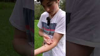 AwA Critter Clip: Golden Huntsman on Ambrose's Arm #shorts