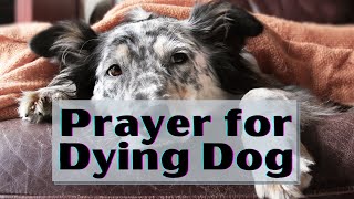 Prayer for Dying Dog | Prayer for Sick Dog