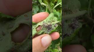 Na mšice biologickou ochranou #zahrada #zahradnizachranari #garden #rada #msice #aphids #bio #short