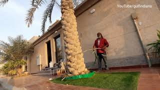 gulf life | gulf Indians | Manoj Vlog | Indian job in Saudi