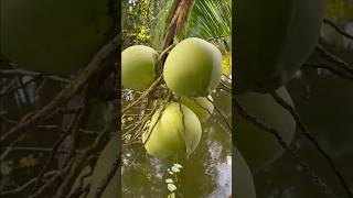 Fresh #coconut 😋 Cutting open #satisfying