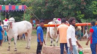 ఒక్కపడు 2,4,6పల్ల విభాగంలో దడ పూటిచిన బోయ రామంజినమ్మ గారి గిత్తలు🔥🔥