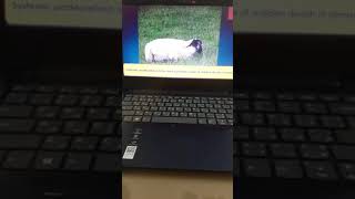 Shipping fever in sheep & Goats