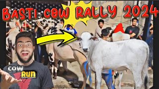 Basti Wah Cantt Cow Rally 2024 |  #qurbanicollection #cowvideos #cowrally #bastikbail