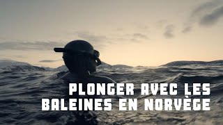 Une plongée avec des orques et des baleines en Norvège - TV5