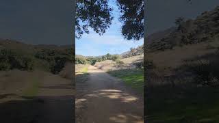 POV is the Coyote you saw following you? run 12 in 2024 #weightloss #running