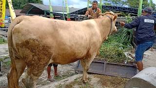 Sapi Juara Gak Mau Pulangg😁😁