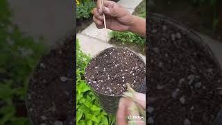 gardenpro21 - #diy #plants #flower #patio #lolipop