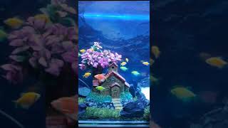 new aquarium setup #best aquarium decorations home #fish #fishing #fishfeed  #fish video