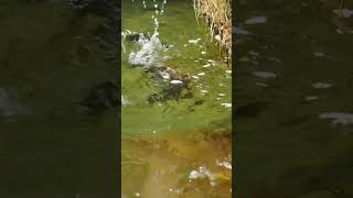 What I Live For - Dry Fly Rainbow Trout