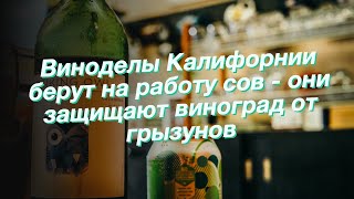 Виноделы Калифорнии берут на работу сов - они защищают виноград от грызунов