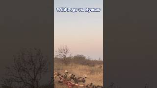 🐶Battle between Wild Dogs and Hyena over prey🐺 #youtube #wilddogs #hyena #animals #ytviral #shorts