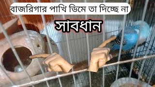 বাজরিগার পাখি ডিমে তা দেয় না।গা ফুলিয়ে বসে থাকে।বাজরিগার পাখি পালন পদ্ধতি। #budgerigar#birdfarm