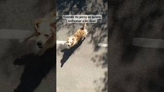 #perro #vs #drone