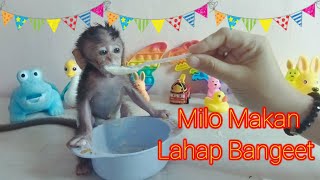 Bayi Monyet Milo Makan Lahap Banget | Baby Monkey Milo Eats So Good