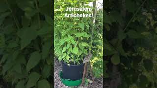 Growing Jerusalem Artichokes in a large container  #shorts