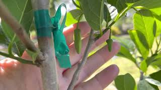 Planting 25 New Tropical Fruit / Berries in  our garden Florida zone 9b